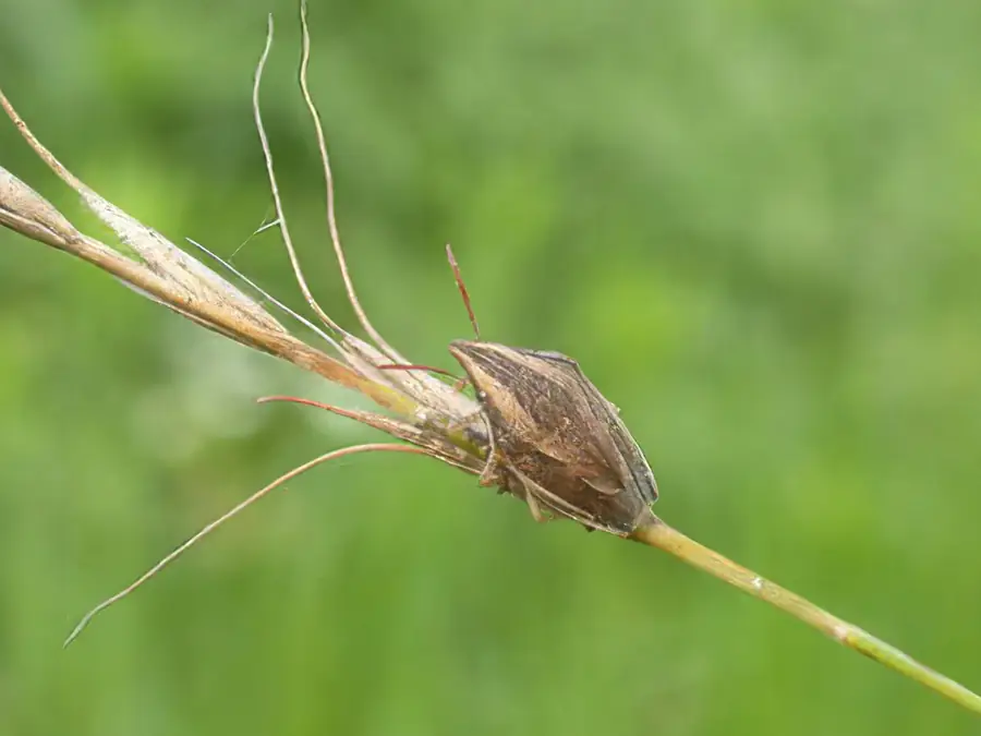 애기노린재
